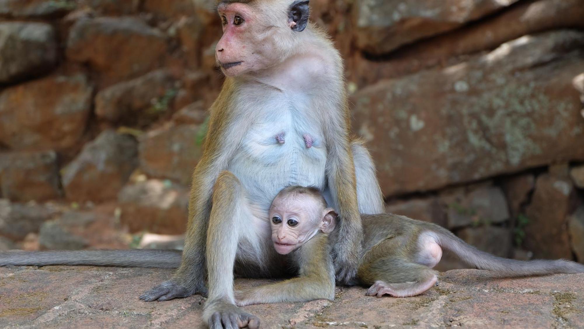 Kassapa Home Stay Sigiriya Bagian luar foto